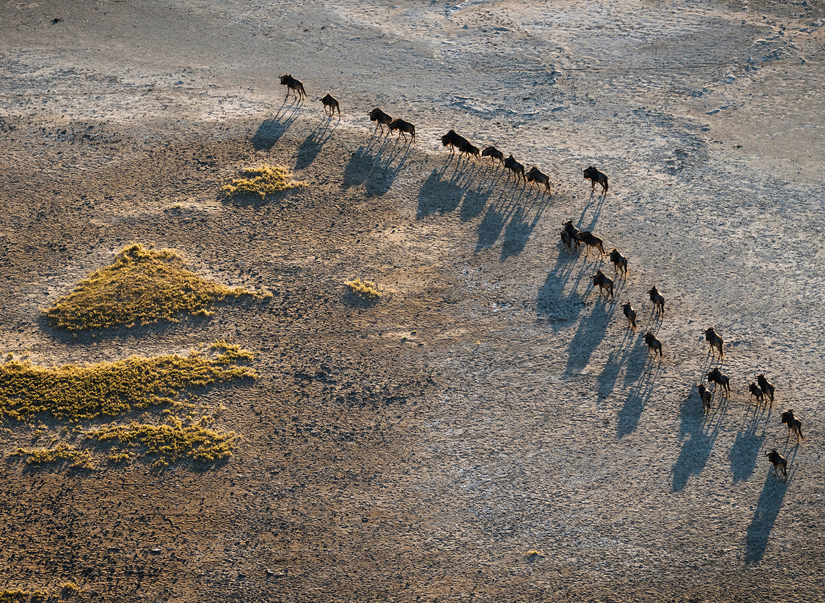 Helicopter Horizons - Wildebeest