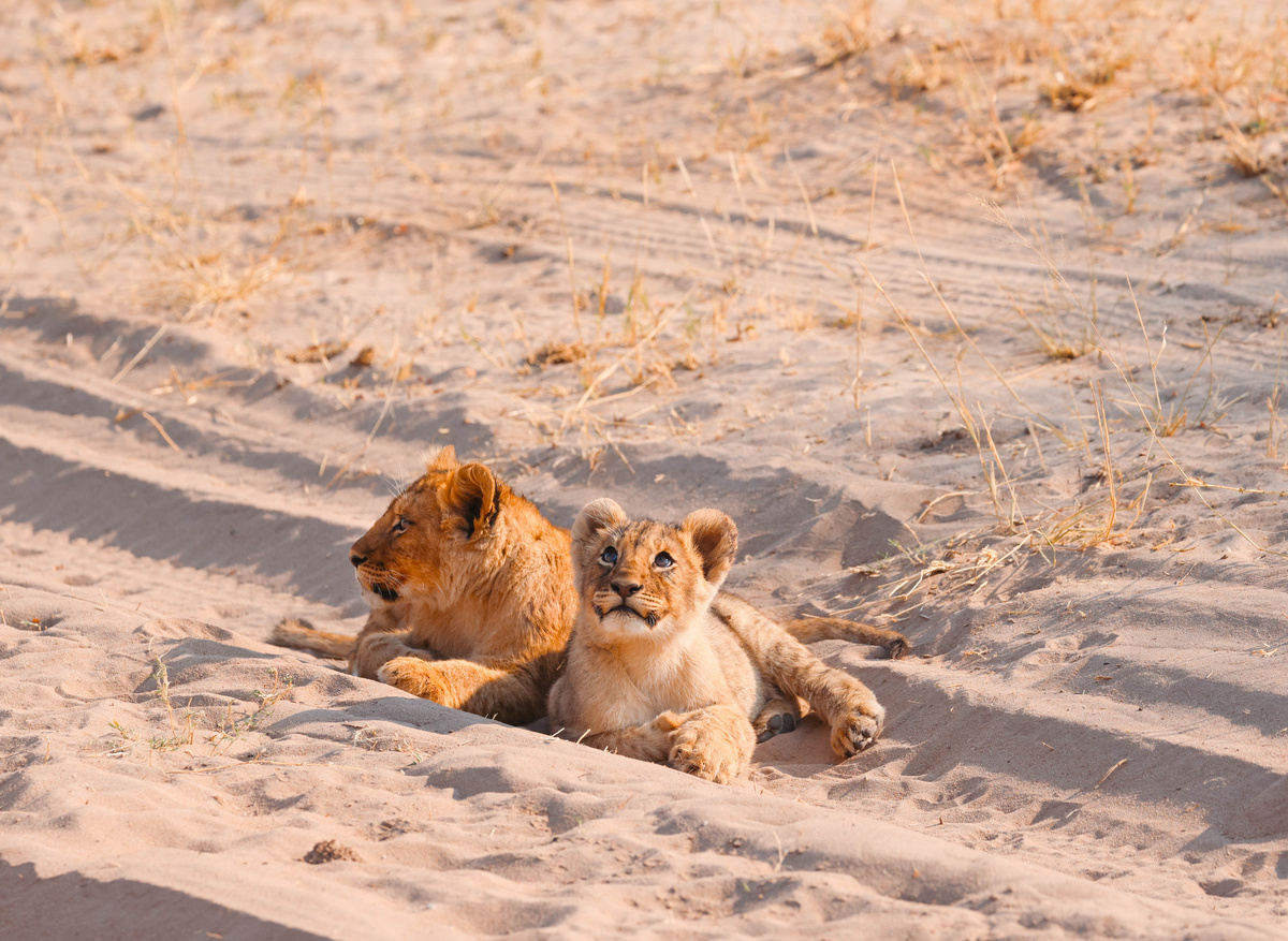 The Hide Private Concession_LionCubs.jpg