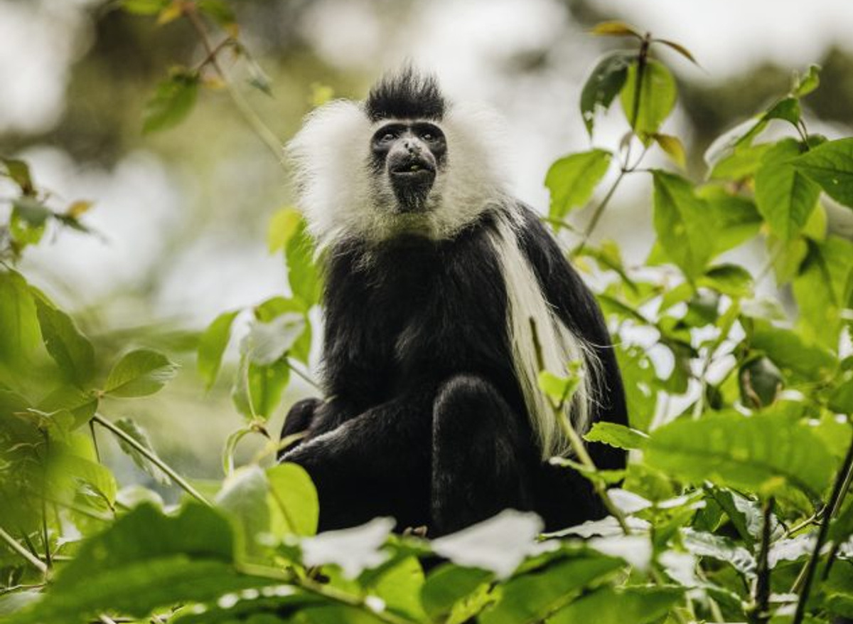 Colobus Monkey