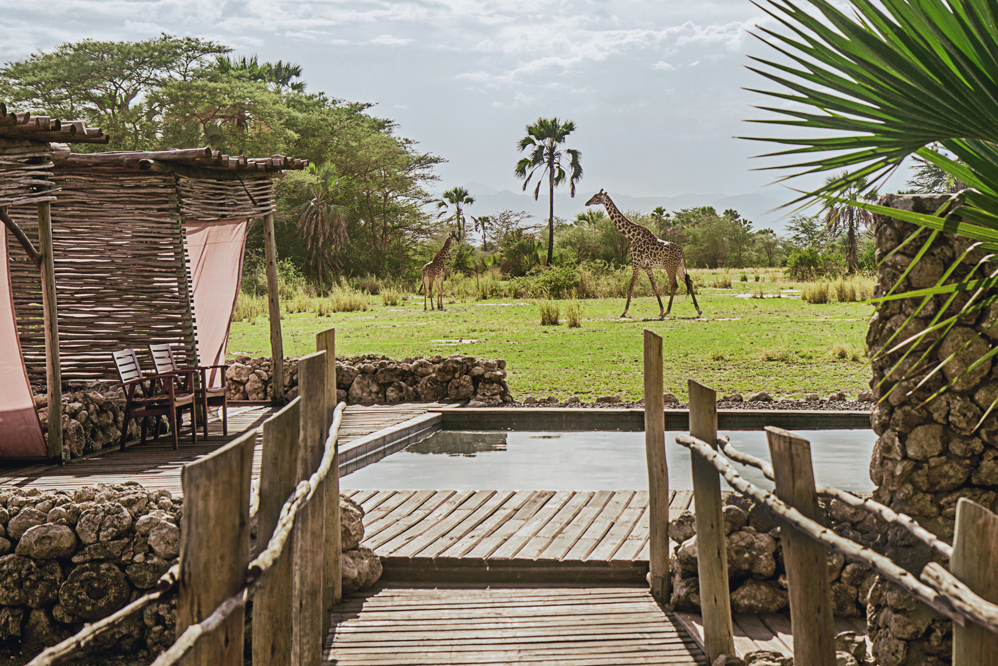 Chem-Chem-Lodge-Safari-Tanzania-Accommodation-Luxury-Pool-Area-Giraffe.jpg