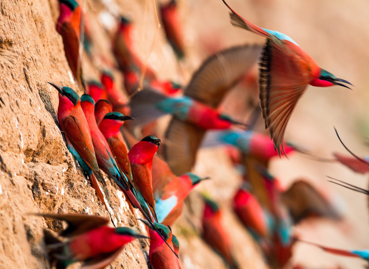 South Luangwa Carmine Bee-Eaters