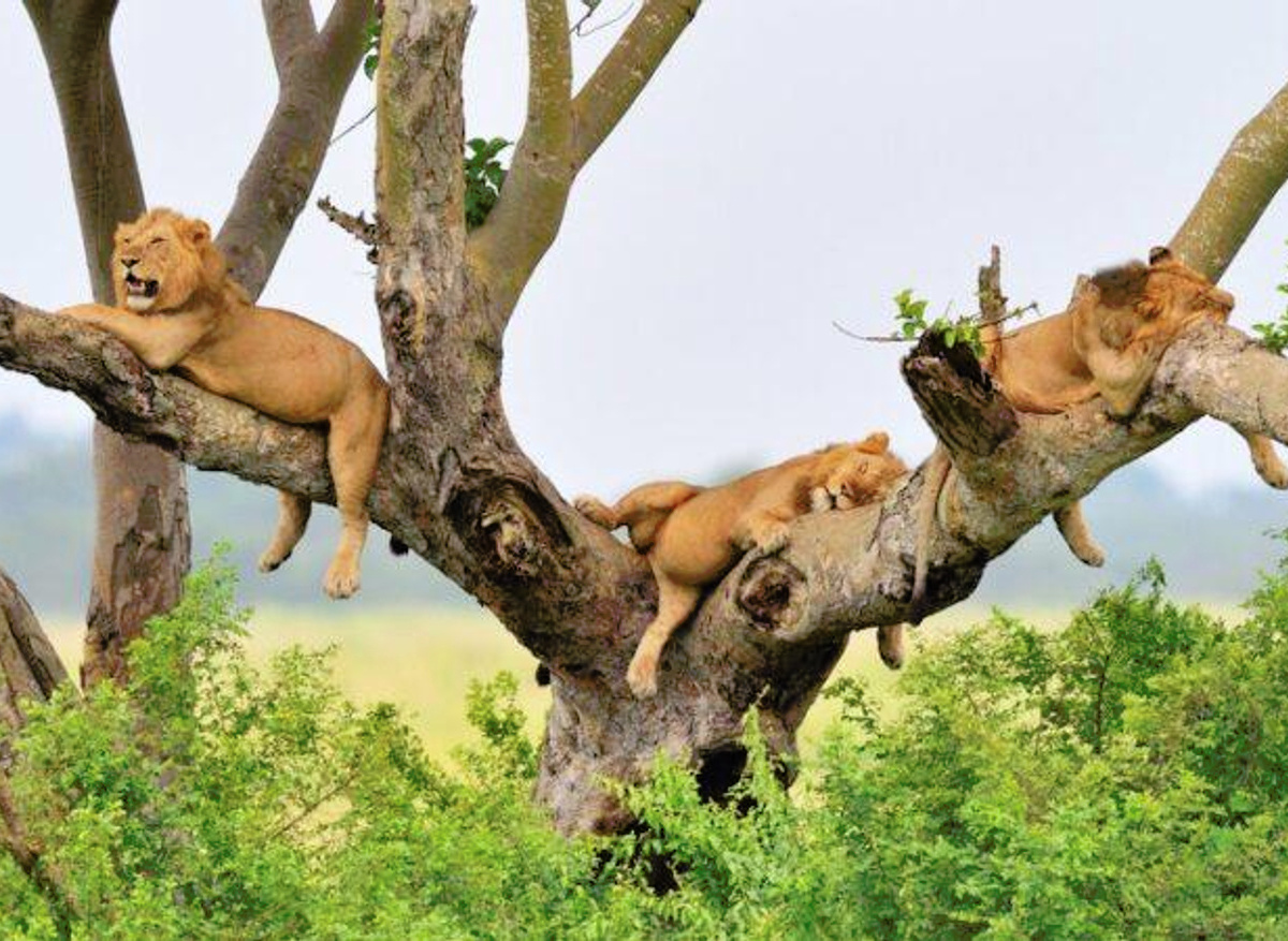 tree climbing lions in ishasha sector queen elizabeth national park uganda.jfif