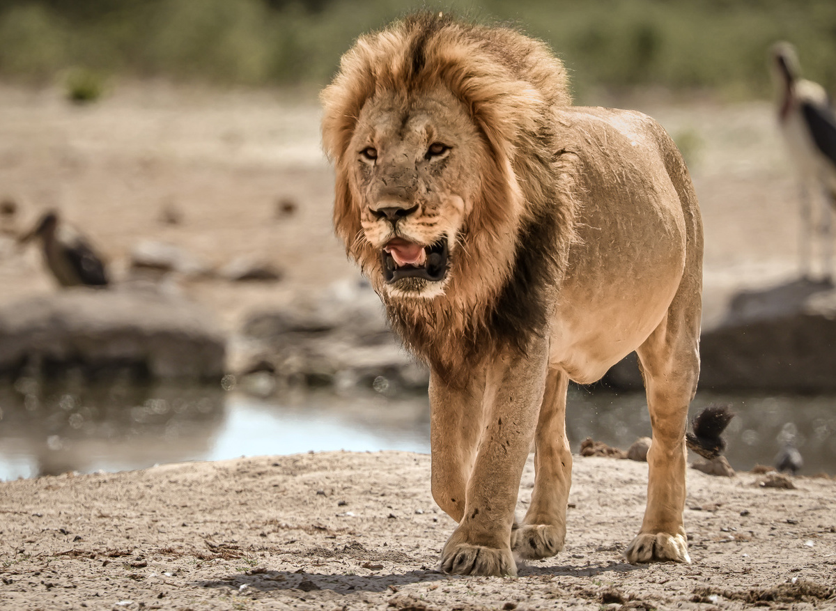 36713CA3-72C8-43B2-977BF38F7A049E30_11