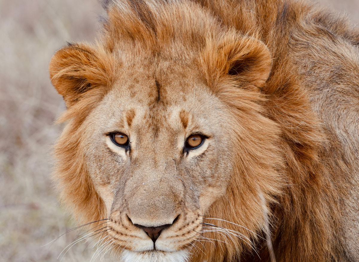 Babanango Game Reserve 