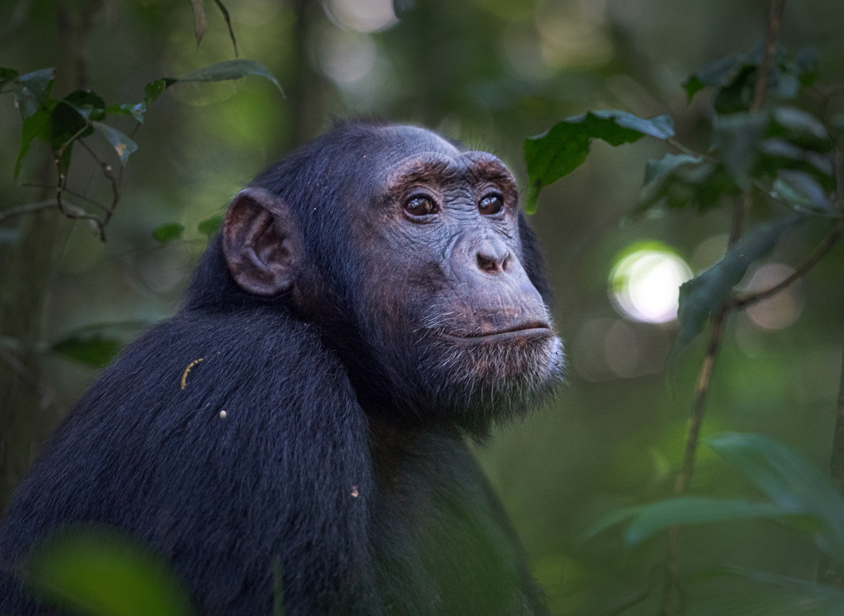 Chimpanzee Trekking In Kibale National Park