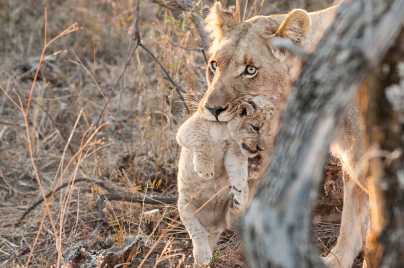 17B8-marnus-ochse-lioness-carrying-cub.jpg