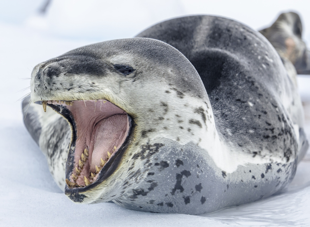 Leopard Seal Antarctica.jpg