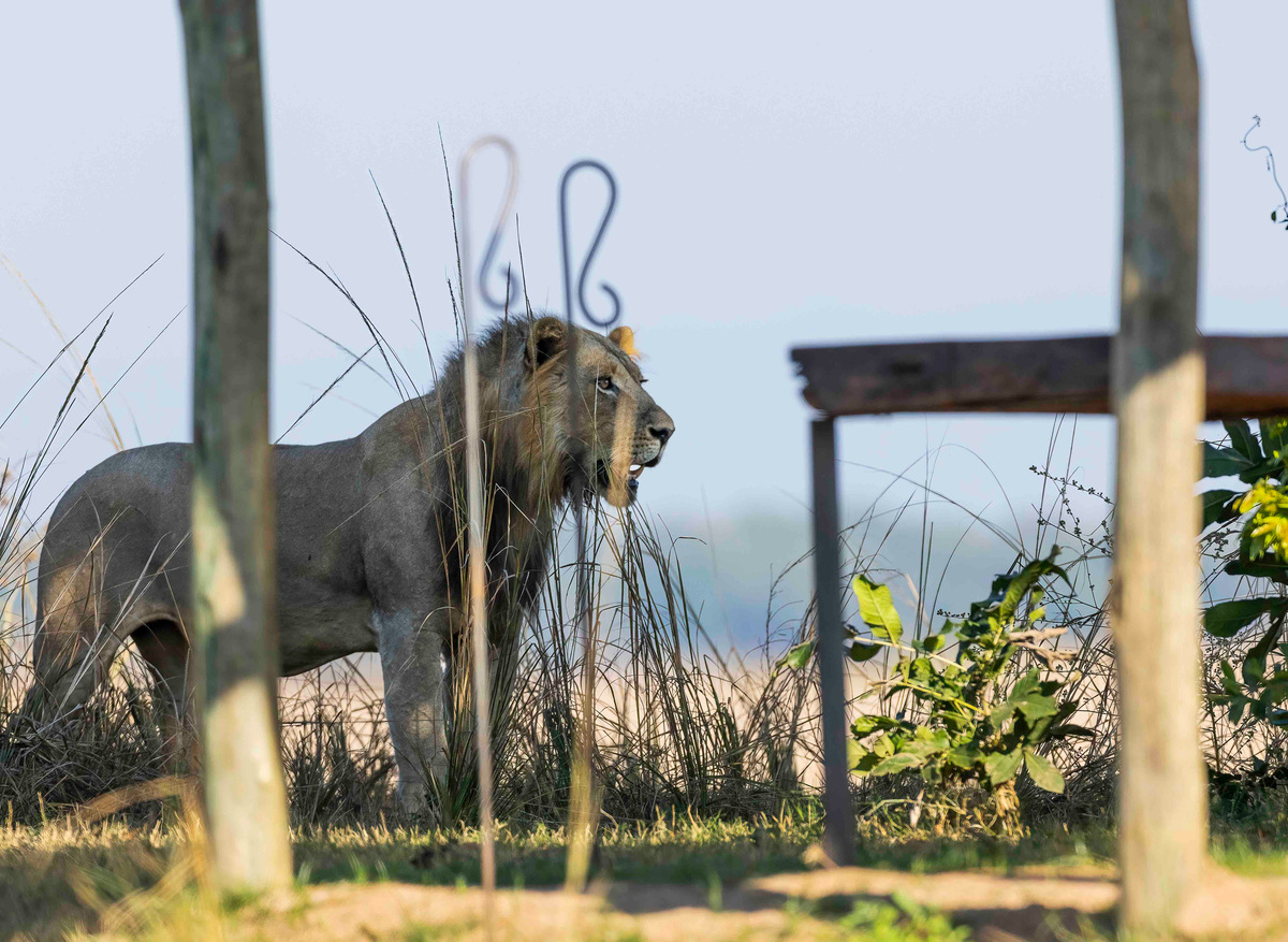 Male Lion Kulandila Camp