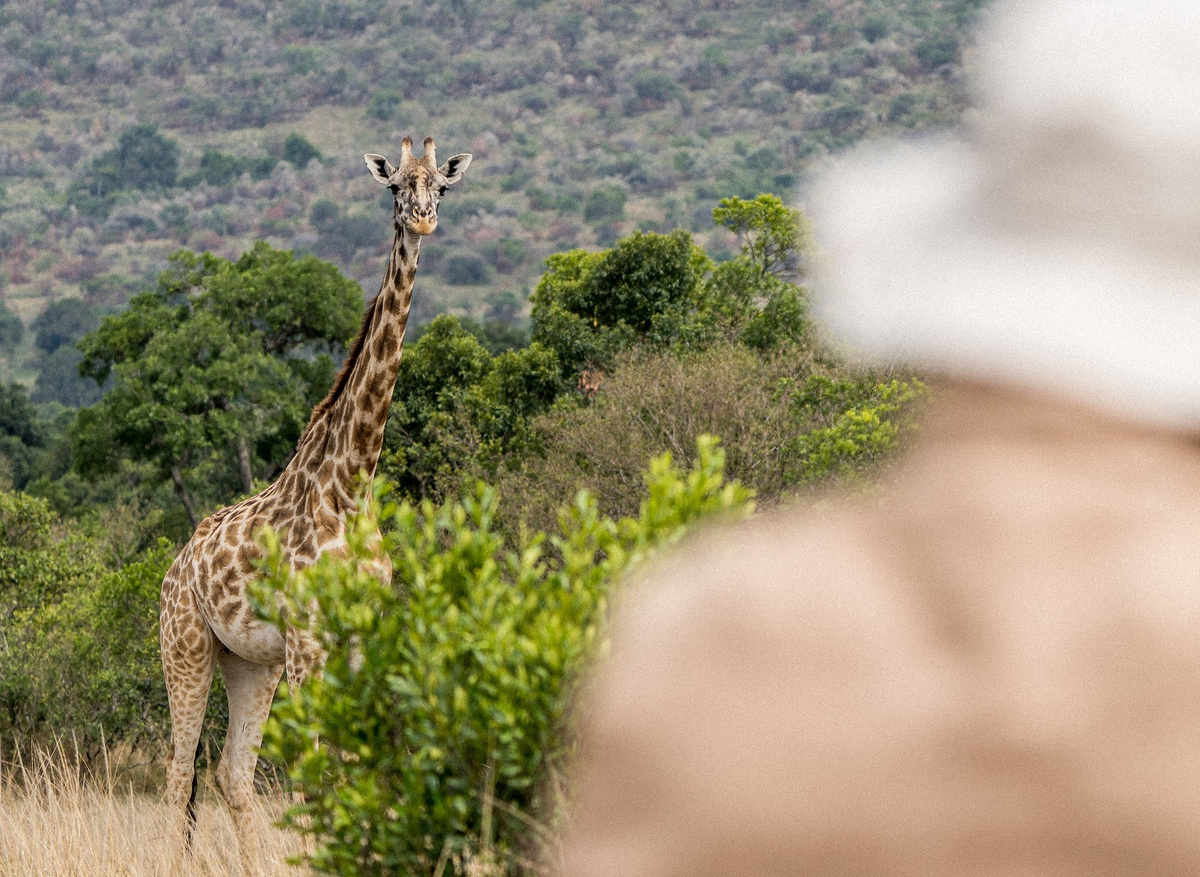 Guided walking safari