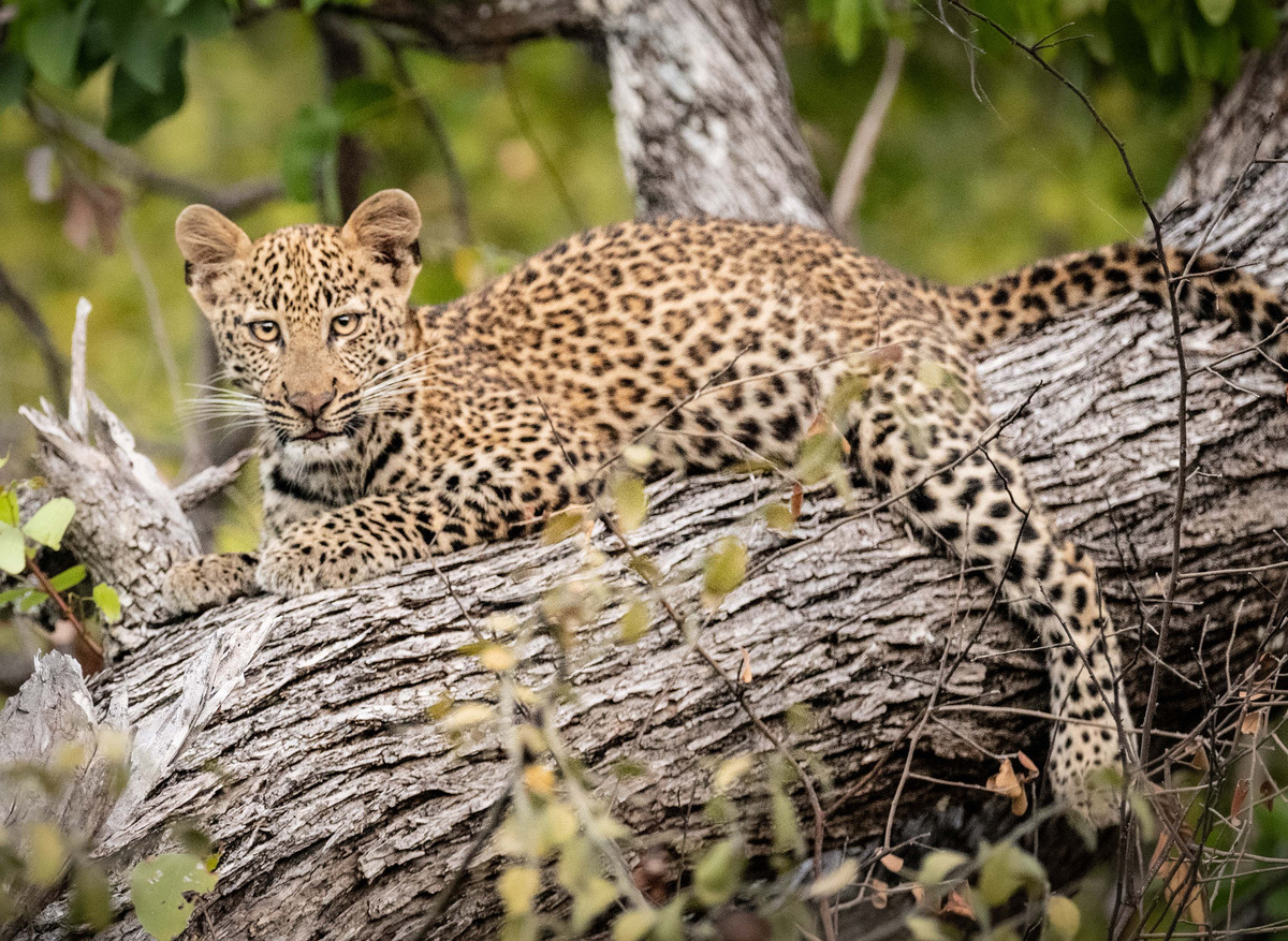 Shawa Luangwa Camp | South Luangwa National Park