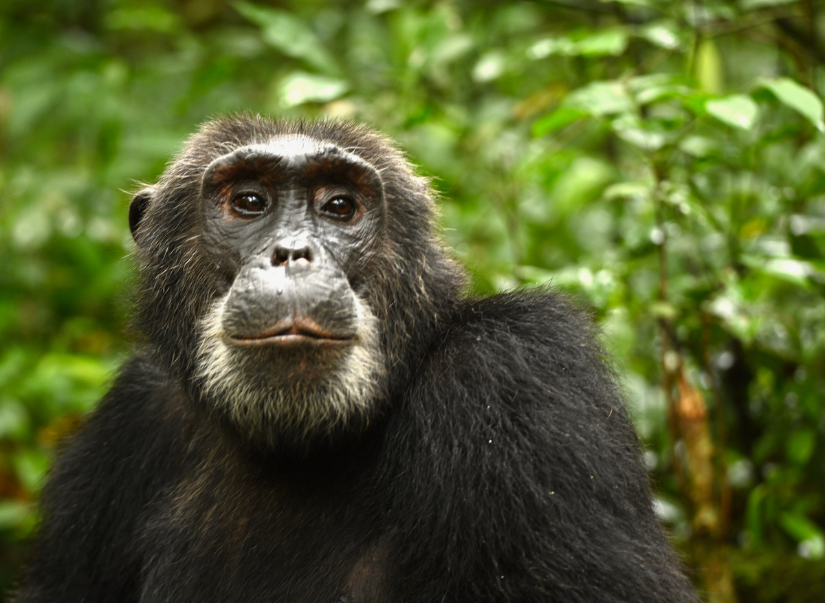Chimpanzee Trekking in Kibale Forest National Park