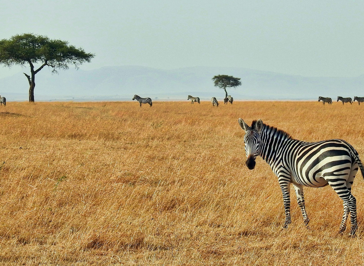 ron-dauphin-k-8-eX4Y3no-unsplash (1).jpg