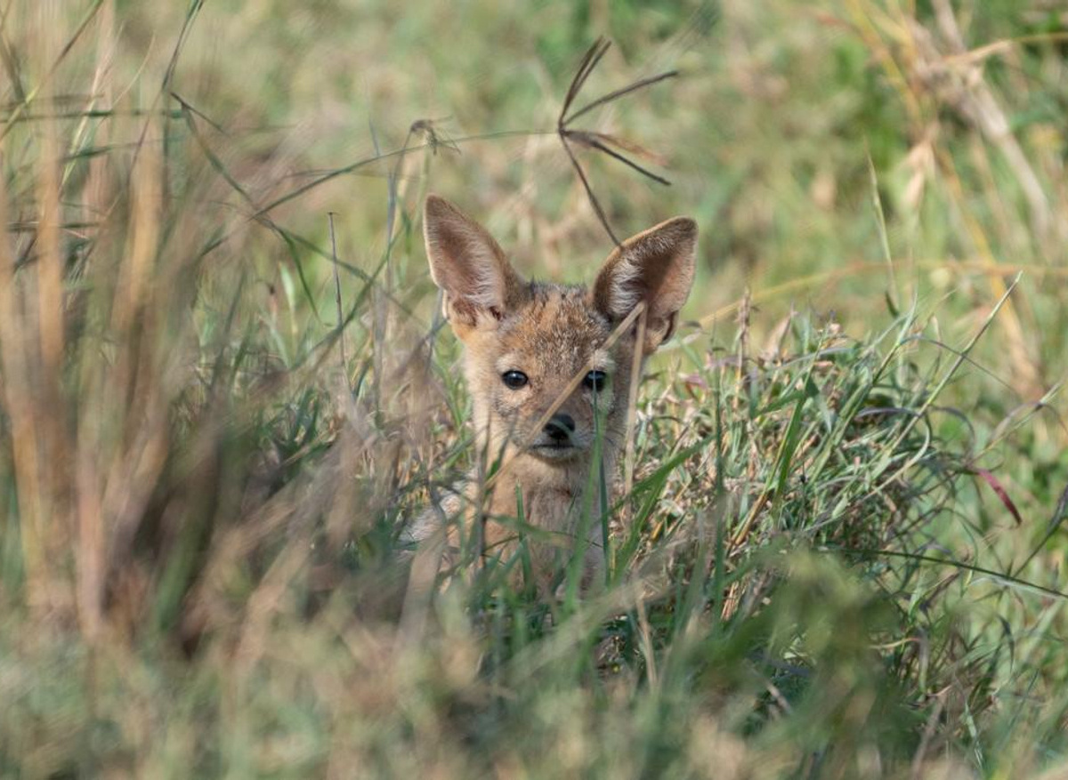 Safari Series_pc Jack Godwin_04.jpg