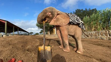 Khanyisa, the albino elephant orphan at HERD, helps the Jabulani Team.jpg