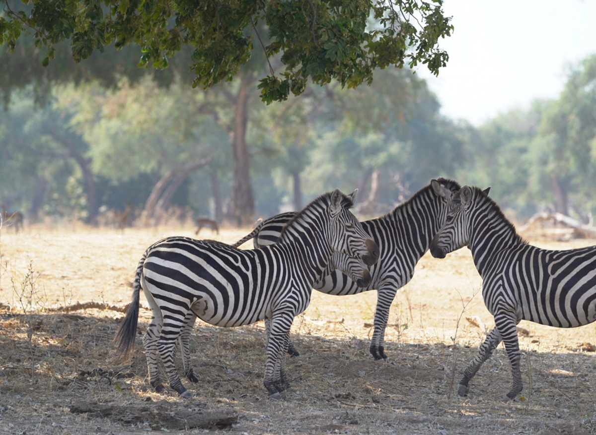Burchells Zebra Mana Pools National Park