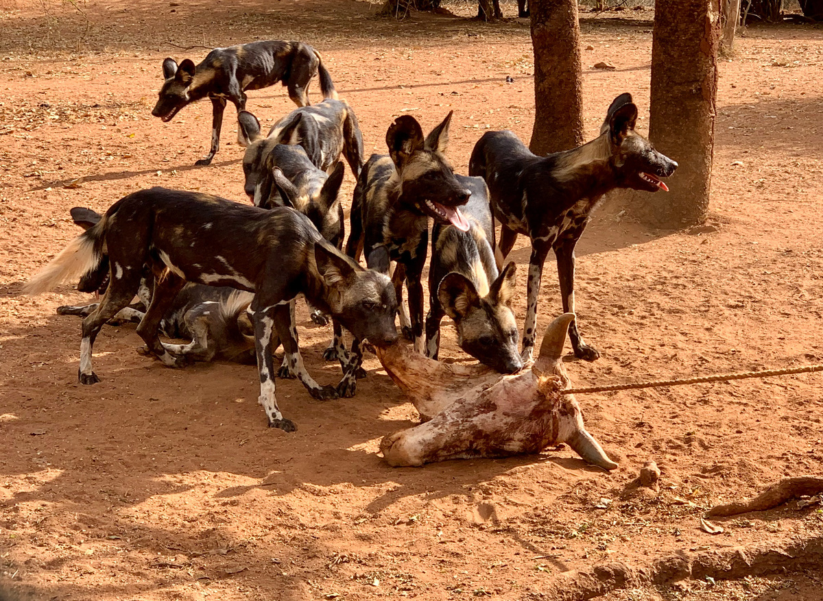 Wild dogs sanctuary - Mkomazi National Park