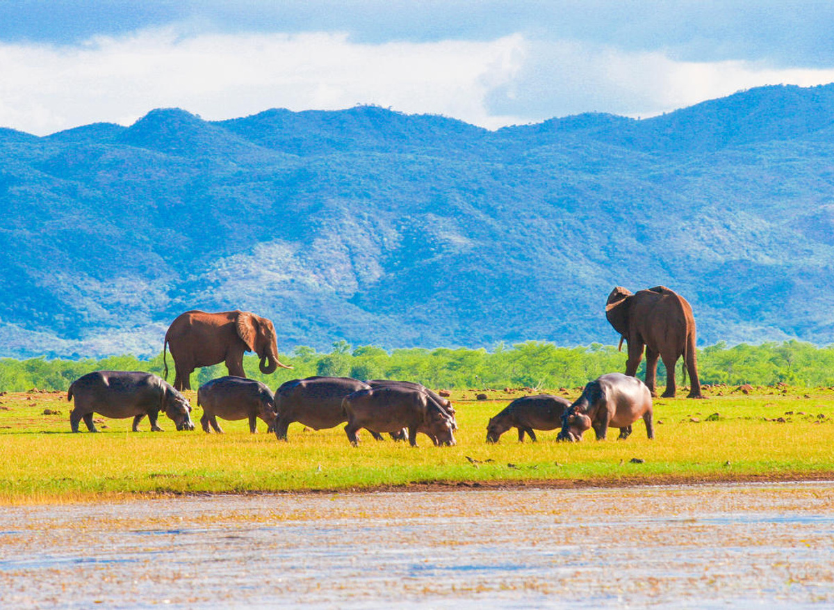 Lake Kariba wildlife (credit Changa Safari Camp)