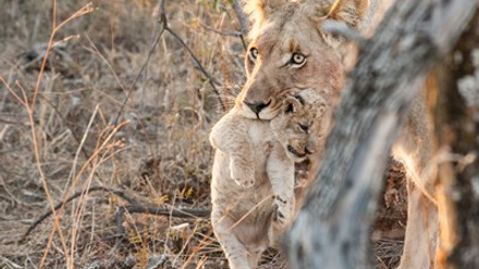 marnus-ochse-lioness-carrying-cub.jpg