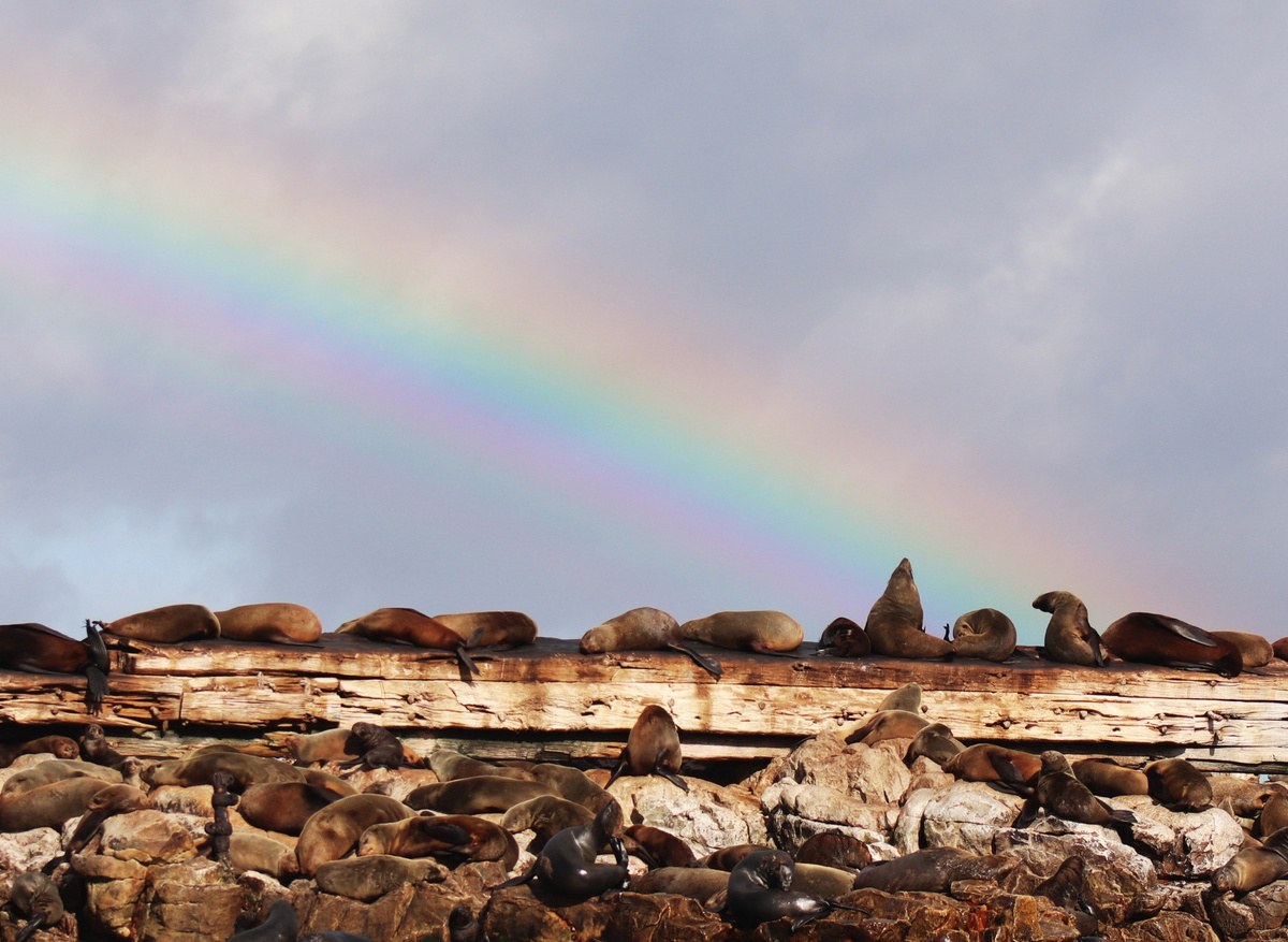 Cape Fur Seals on Geyser Rock