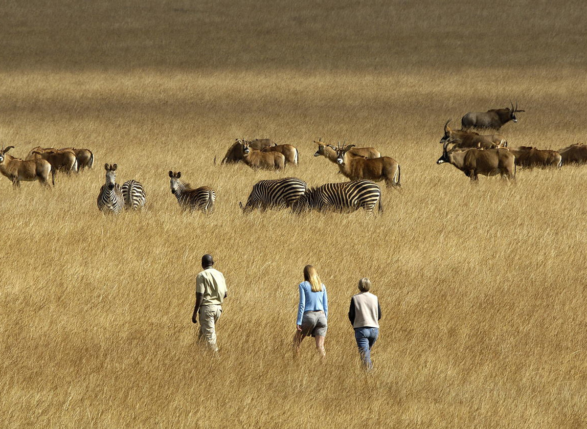 Walking Safari, Nyika National Park