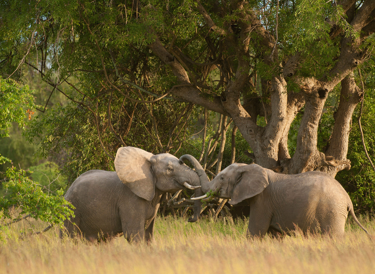 Time + Tide South Luangwa - Wildlife Elephants