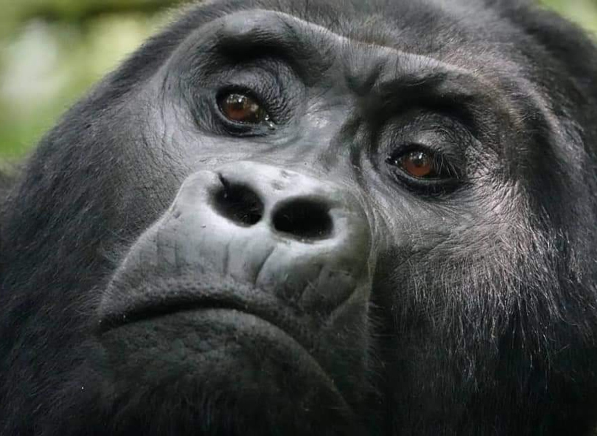 Gorilla trekking Uganda 