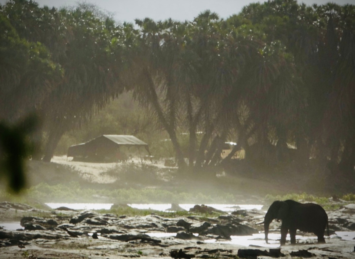 The Bush Camp, Elephant in front of the camp