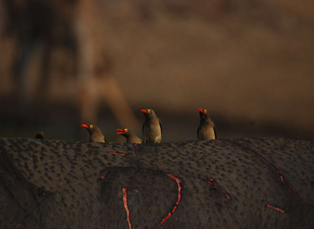 Red Billed Oxpeckers