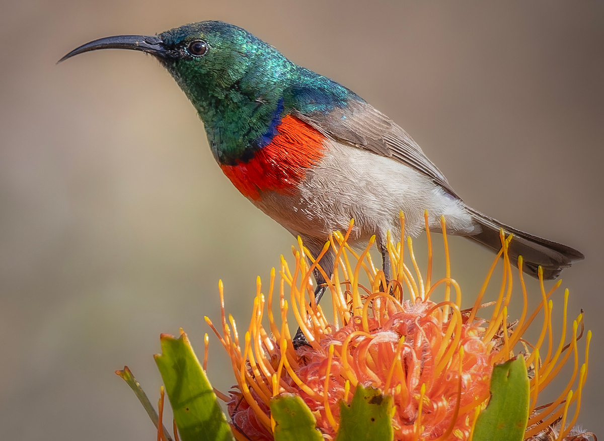 Southern double-collared sunbird (Cinnyris chalybeus) - Nyanga, Zimbabwe