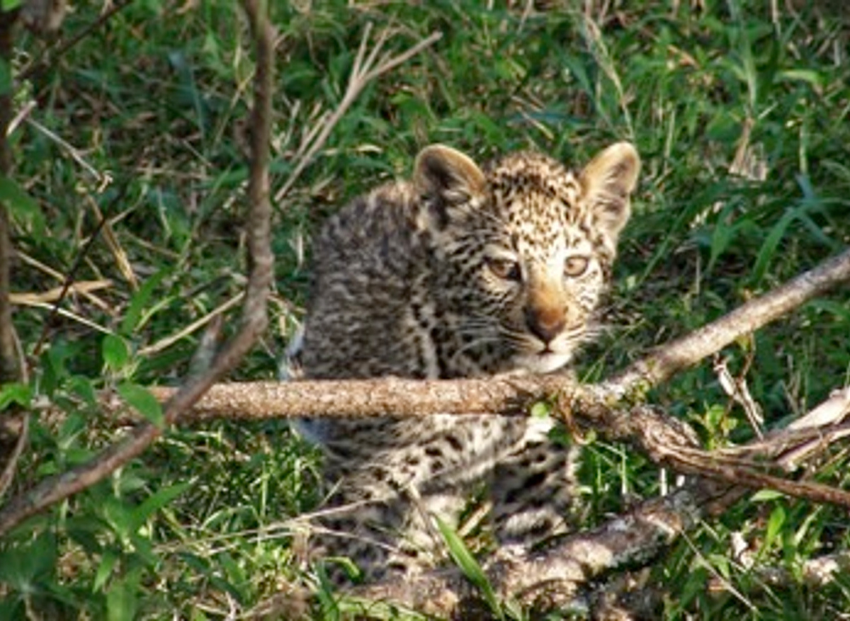 leopard cub 350.jpeg