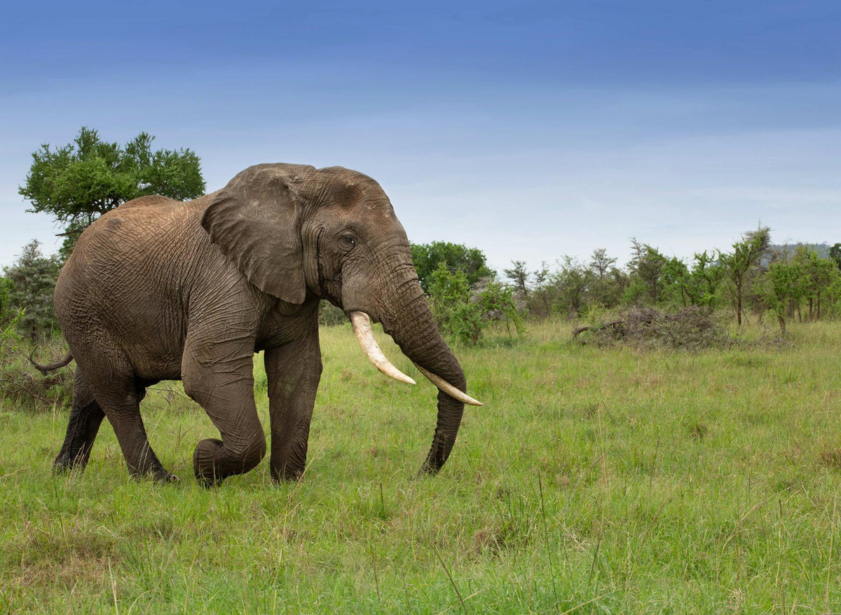 Cottars- Safaris Game Drive Experience