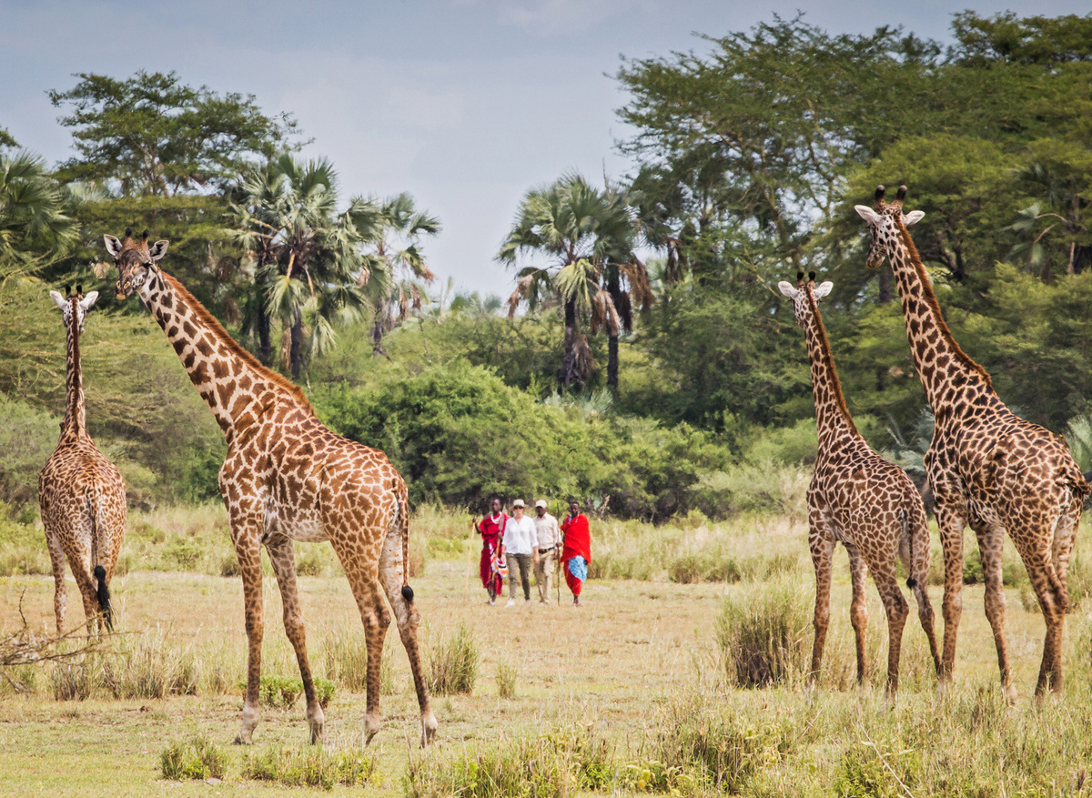 Chem-Chem-Lodge-Slow-Safari-Tanzania-East-Africa-Experience-Walking-Bush-Maasai-Giraffe-Palm-Trees.jpg