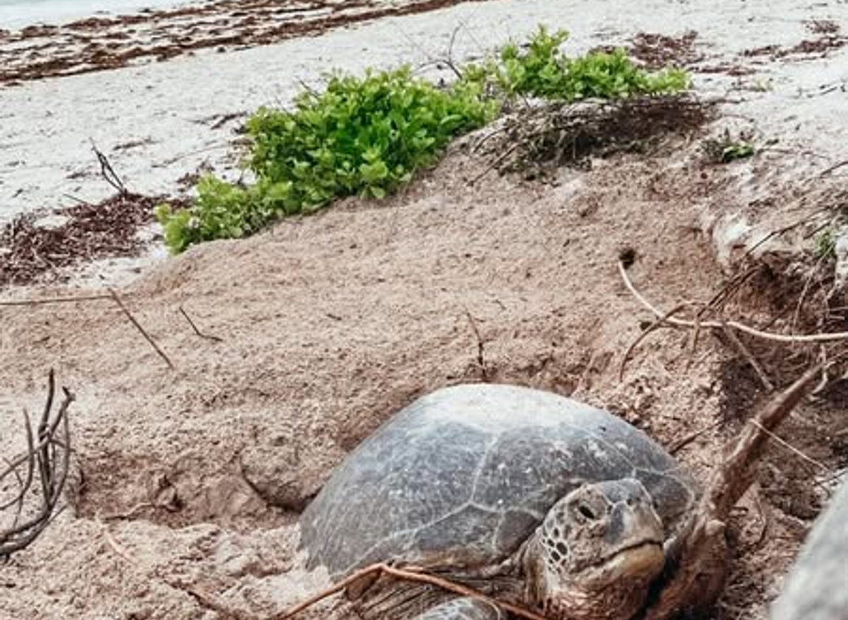 17Nesting turtle.jpg