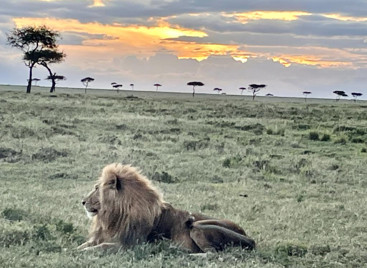 Safari Sunsets.jpg
