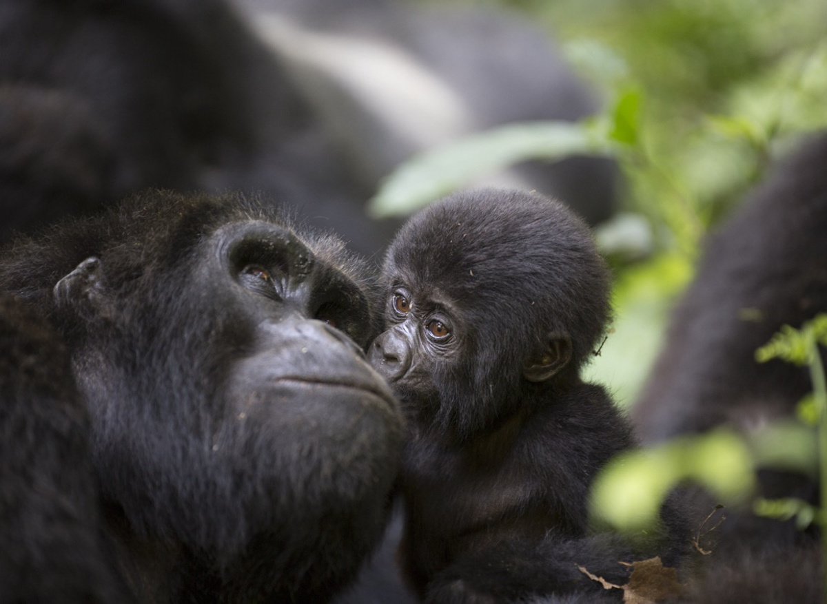 A baby mountain wild gorilla kisses his mother
