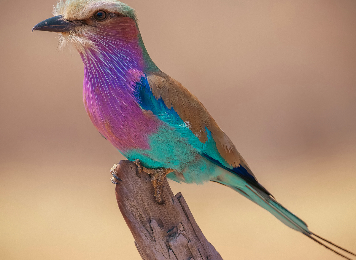 Lillac-Breasted Roller - Chobe, Botswana