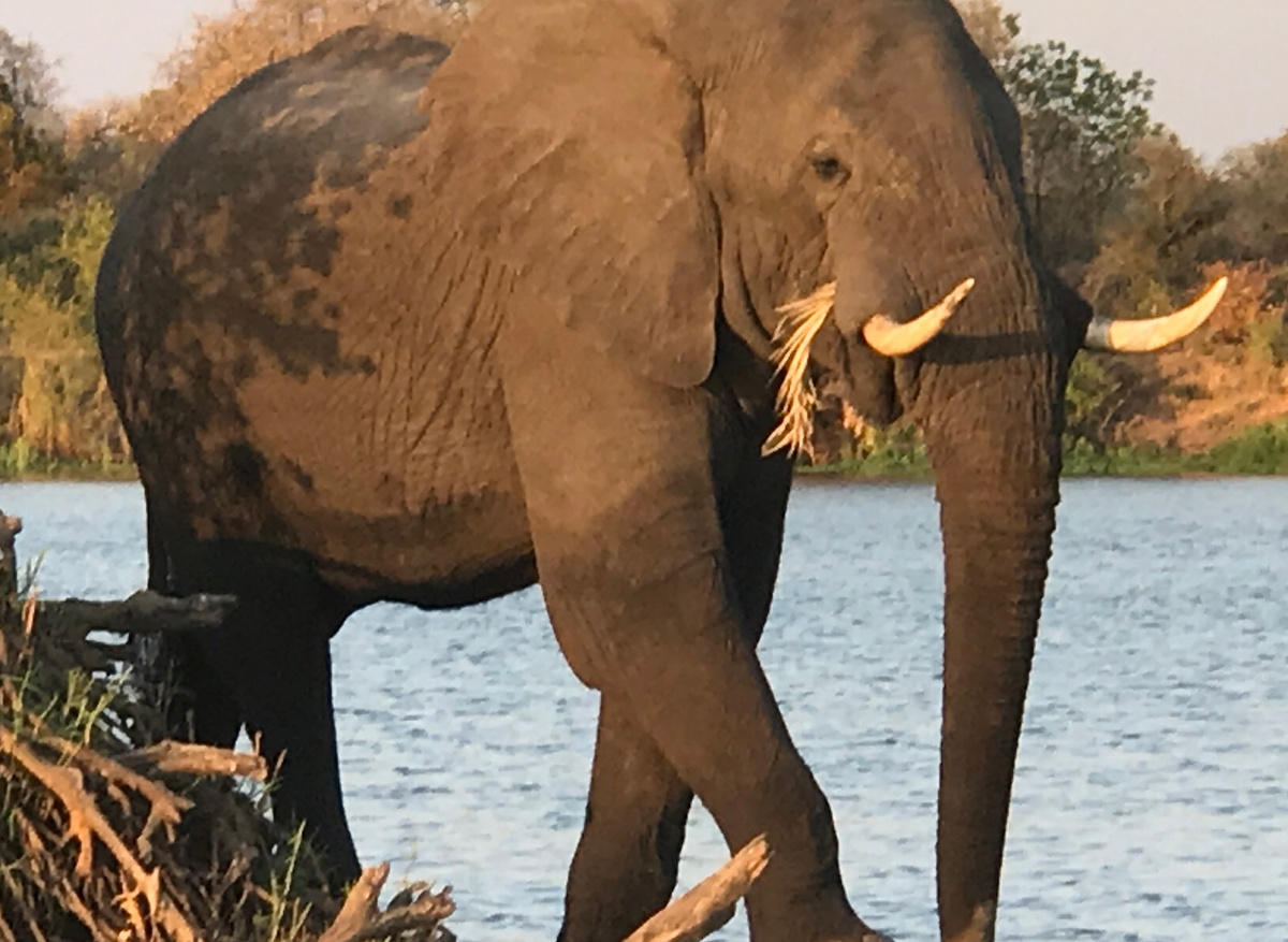Elephant 