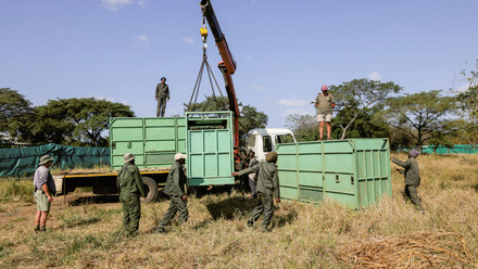 Africa-Phinda-rhino-field-capture-Tanzania-July-2024-Howard-Cleland-28.jpg