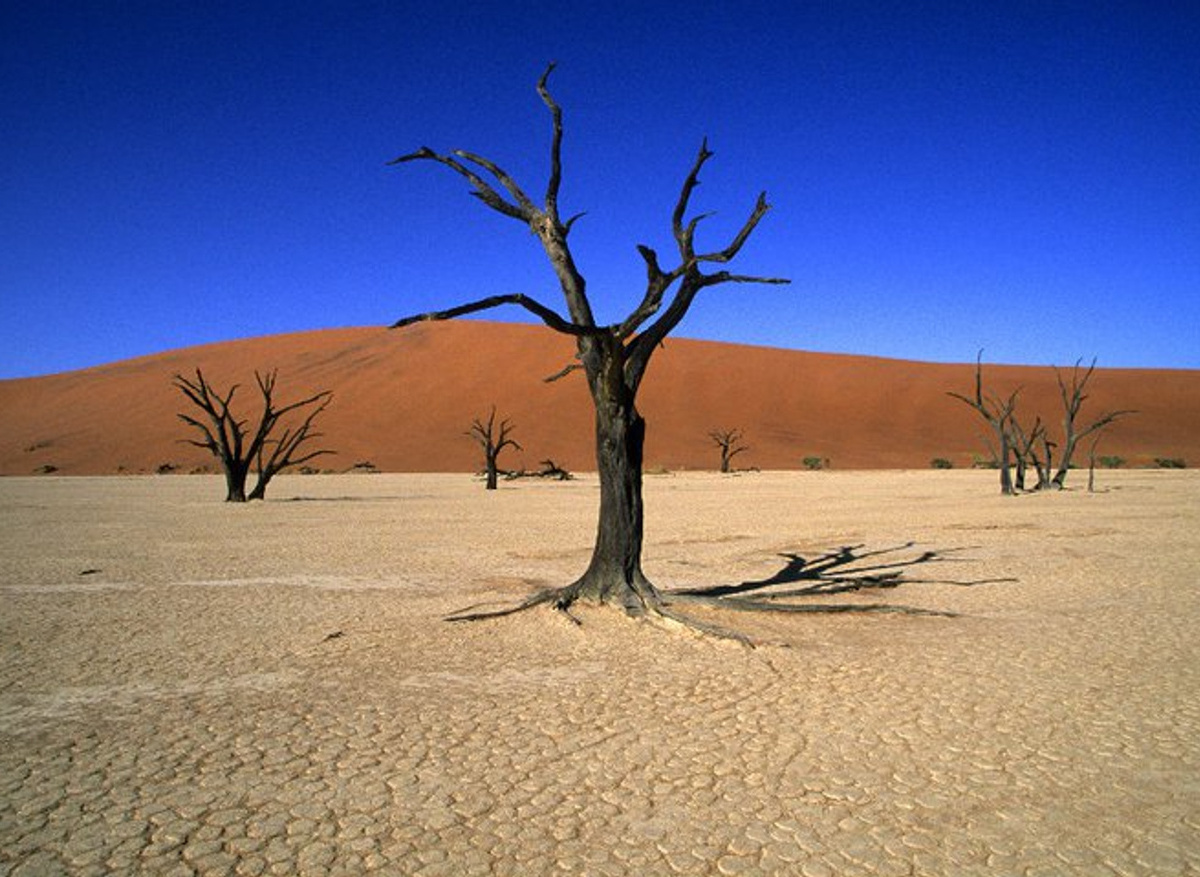 Dead Vlei