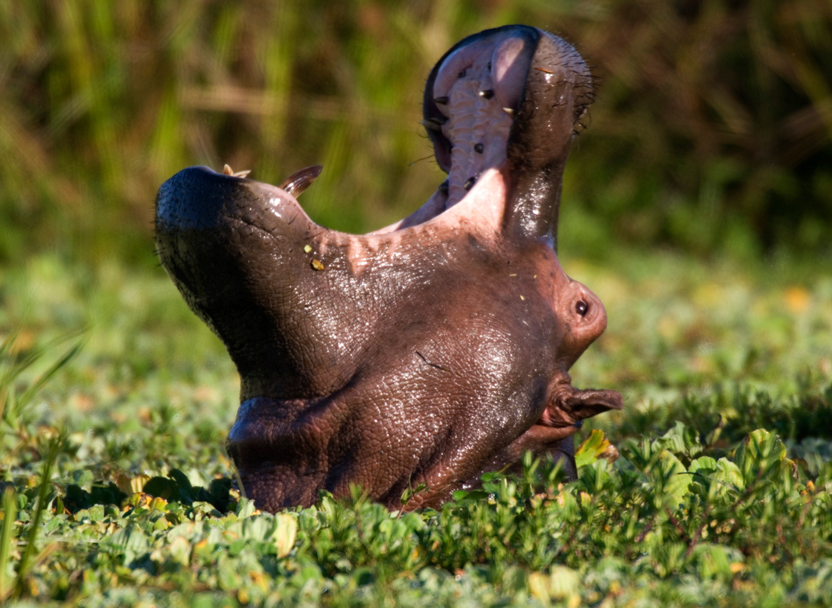 hippo  
