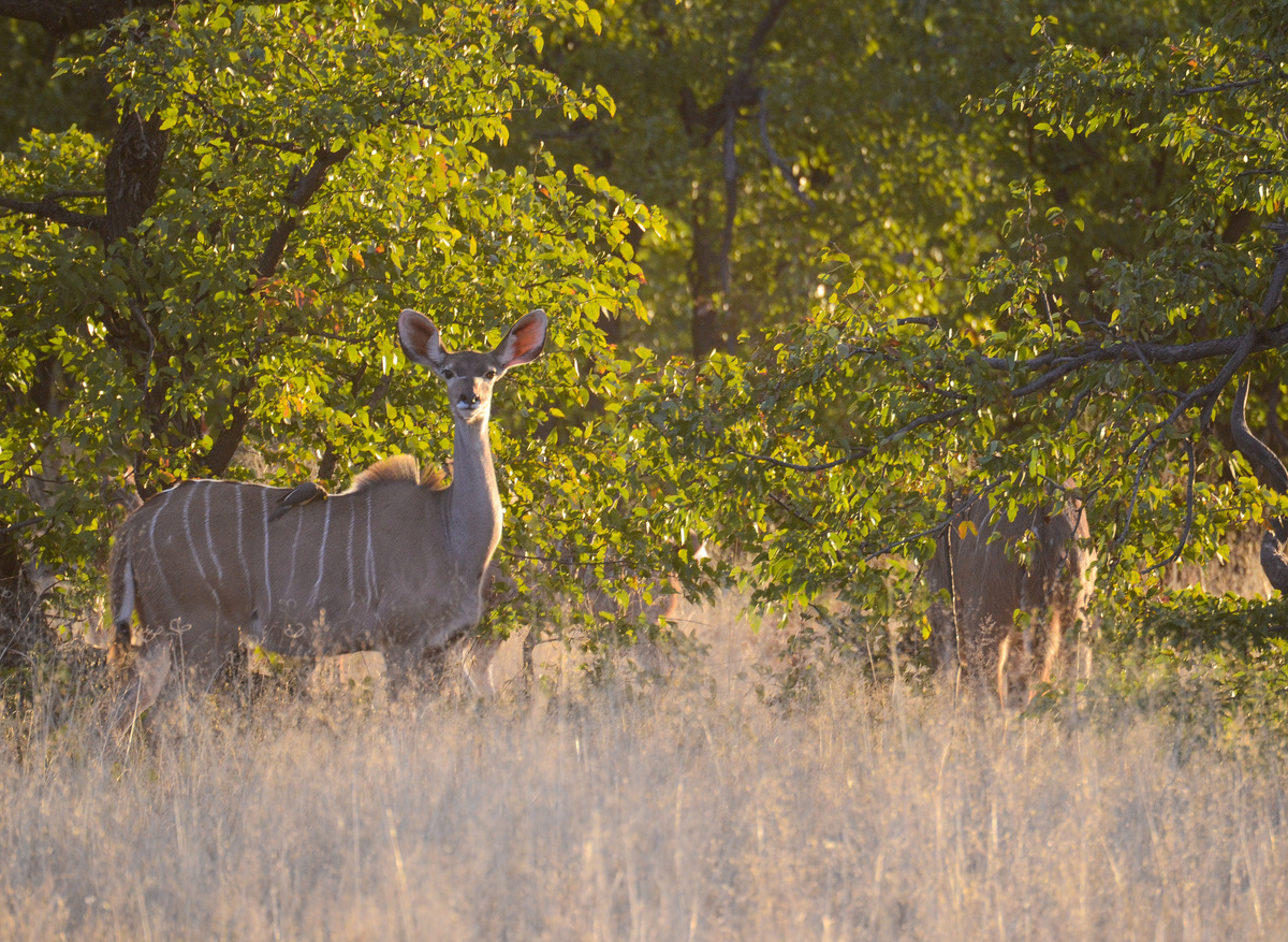 CampHwange_game_viewing_03