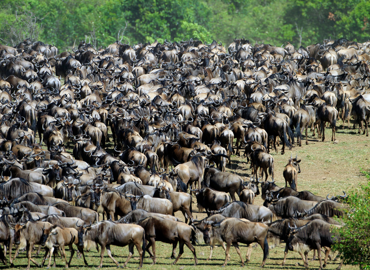Serengeti - wildebeest migration 