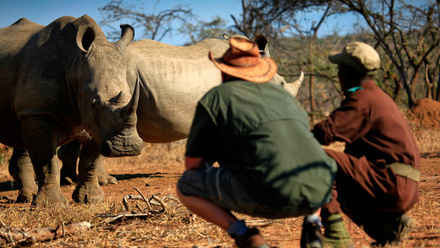 wildlife-swz-rhino-5-bgp.jpg