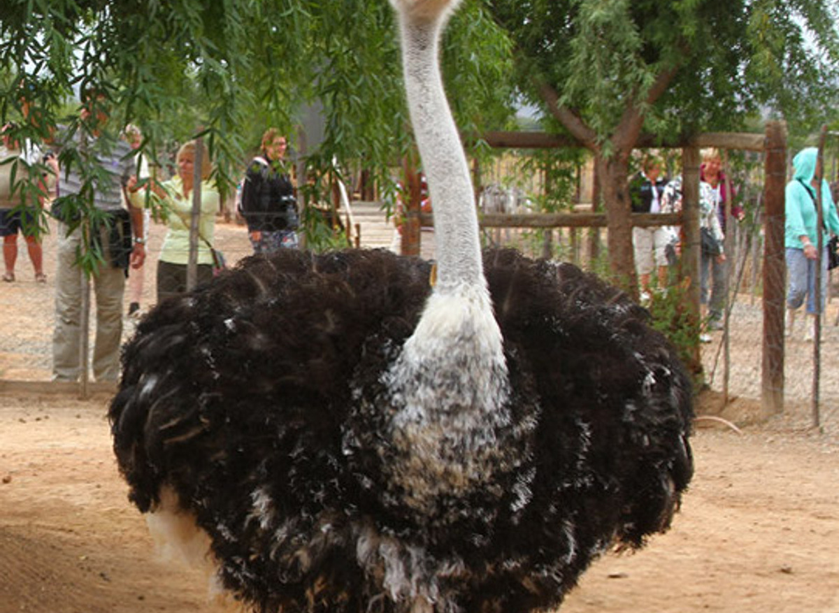 ostrich-oudtshoorn-south-africa.jpg