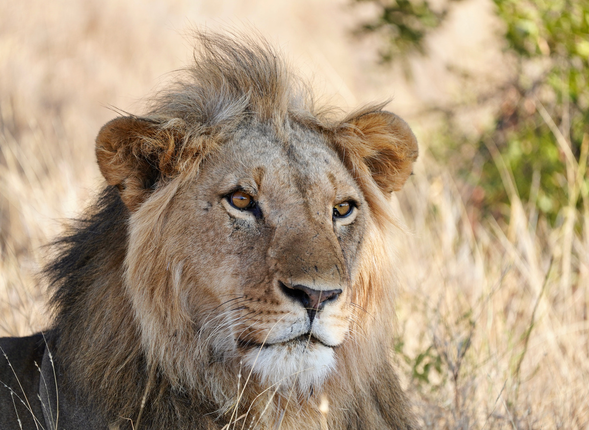 Lion on Borana Conservancy 