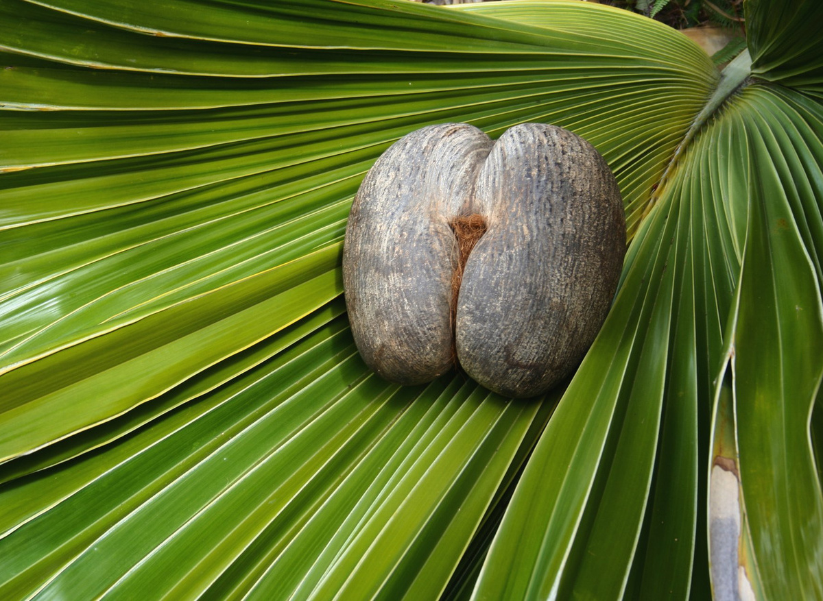 STB 15 Female Coco de Mer-large.jpg