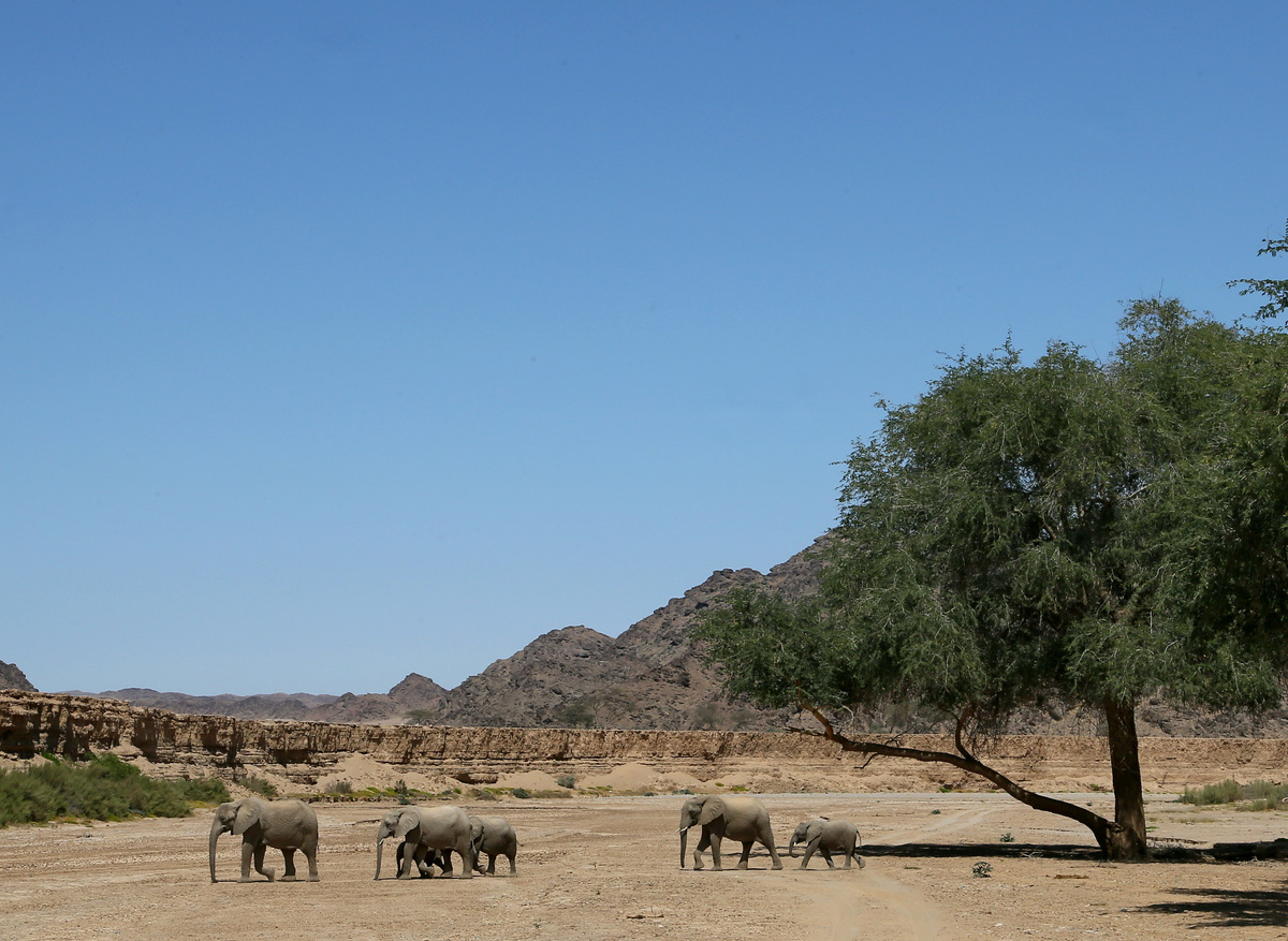 Desert Elephants - Huanib Valley Camp