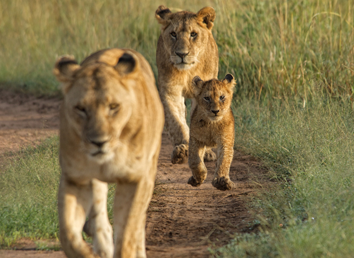 Lion sighting in Namibia