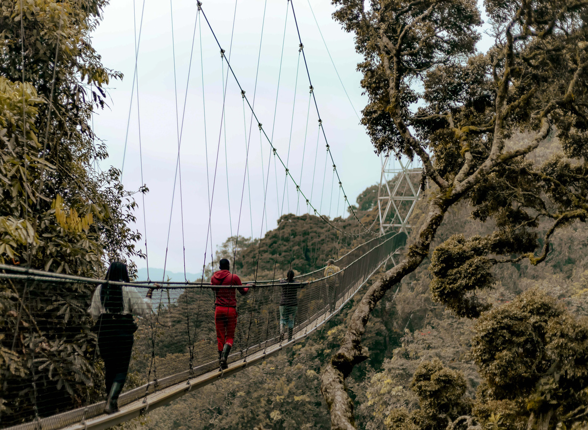 Canopy walk in Nyungwe Forest 