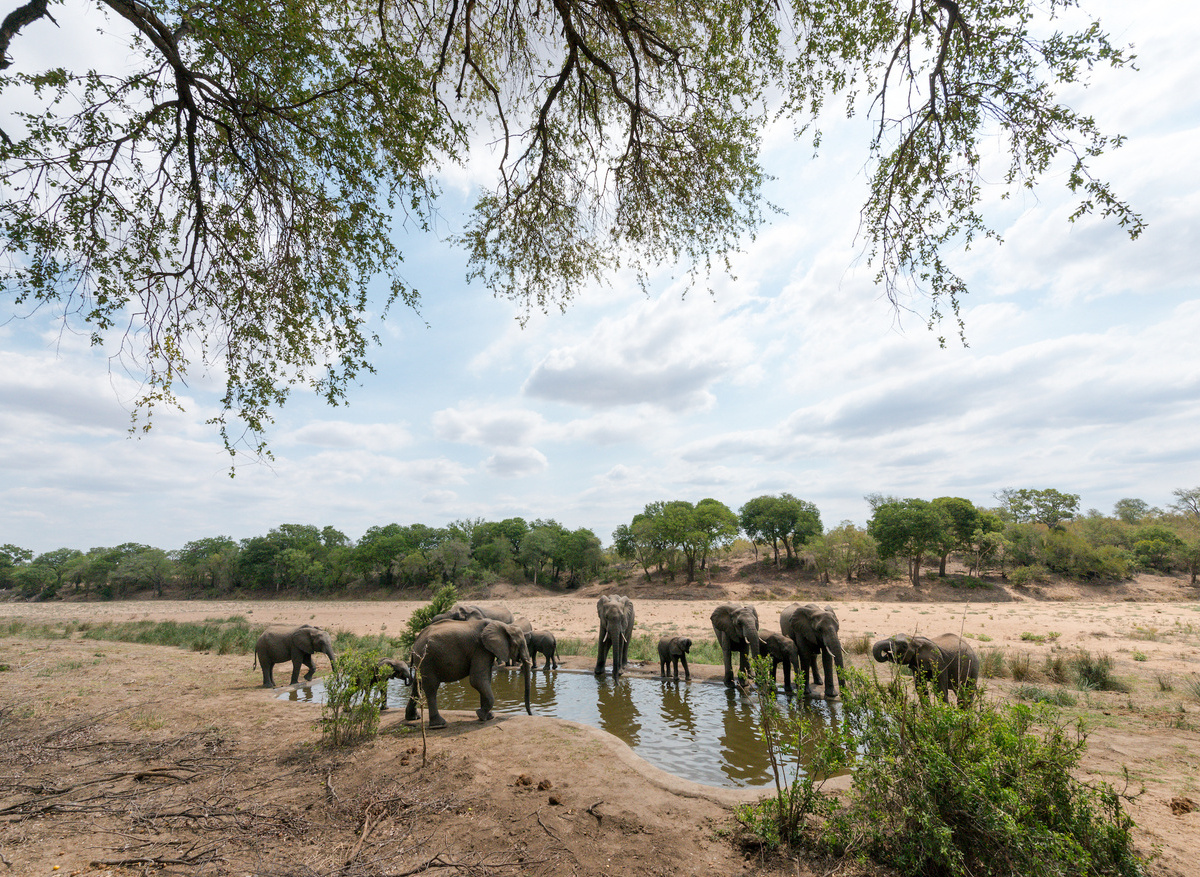 elephants-watering-hole-simbavati-river-lodge.jpg